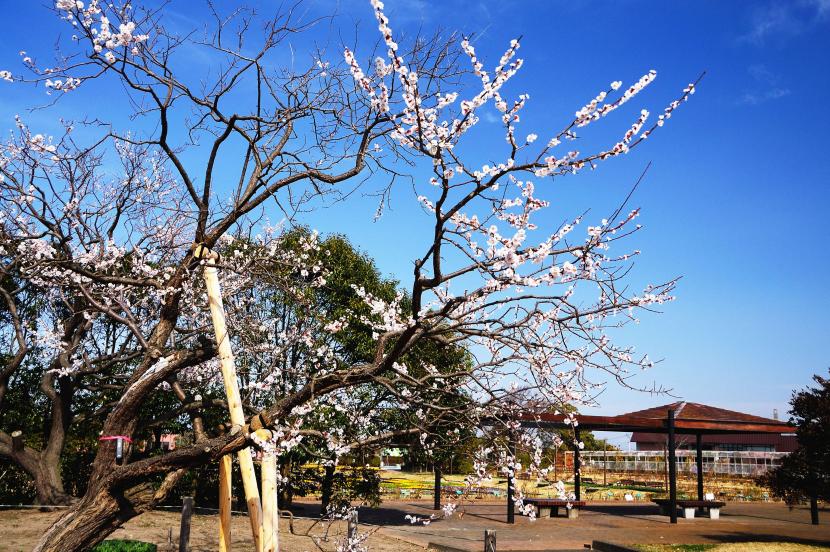 臥龍梅（撮影：河本悟）