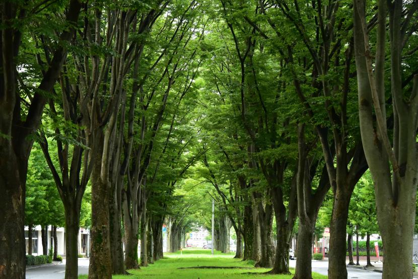 新緑の季節は散策や写真撮影に最適（撮影：阿部稔）