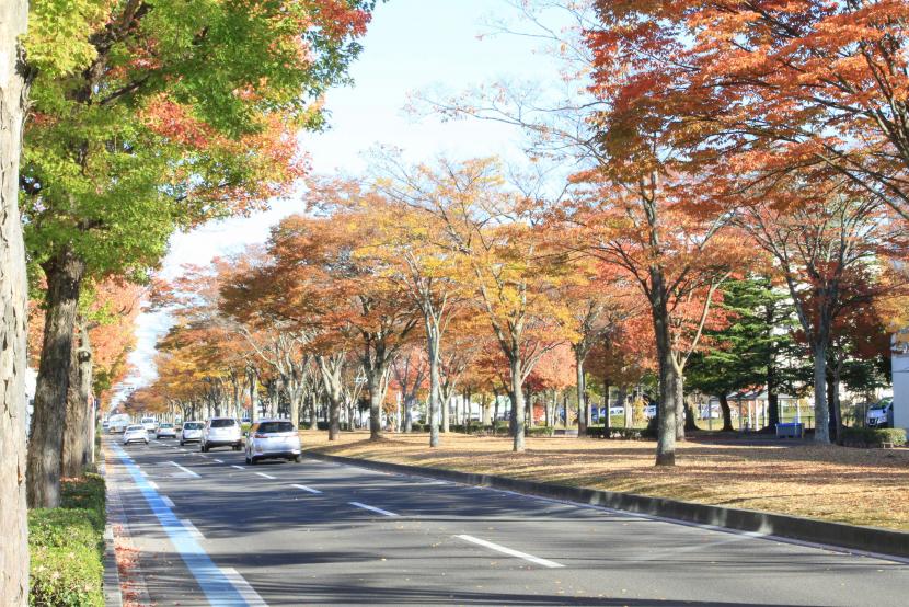 ケヤキとトウカエデ（撮影：田中哲郎）