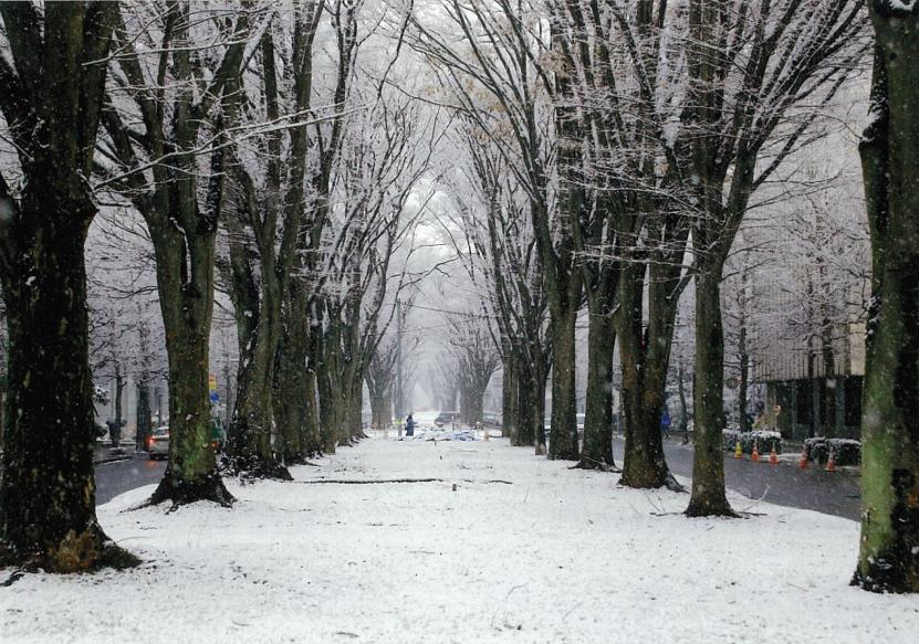 冬化粧したケヤキ並木（撮影：庄子源六）