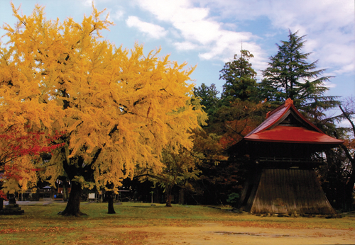 黄葉したイチョウと鐘楼（撮影：庄子源六）