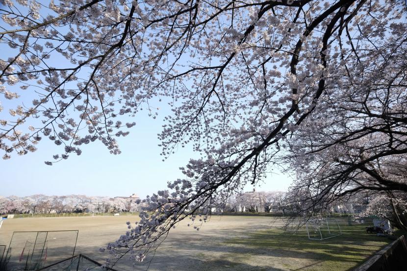 仙台一高正門付近からサクラ越しに校庭を望む（撮影：彦坂俊夫）