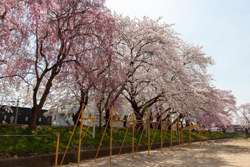 シダレザクラとソメイヨシノ