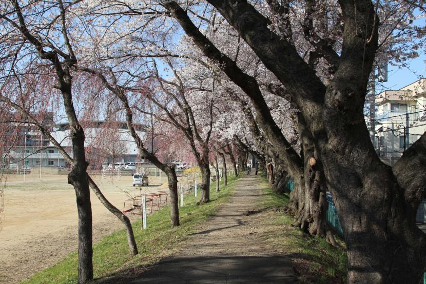 サクラ並木が校庭を囲む（撮影：田中哲郎）