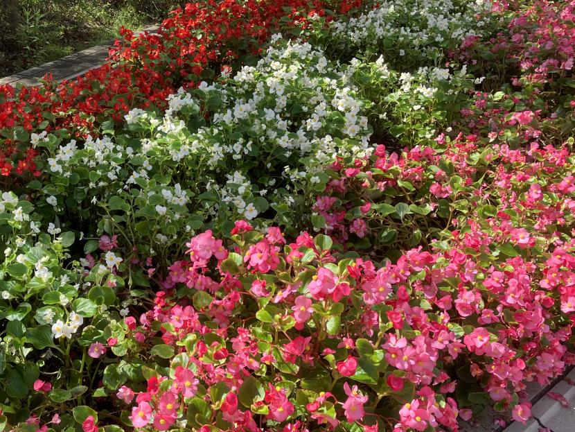 花壇に咲く花々