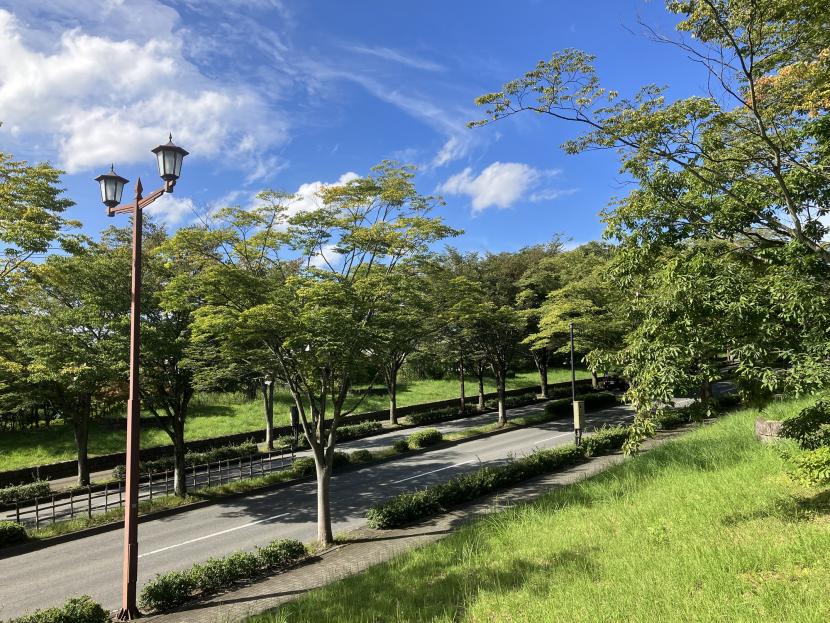 青空に映えるケヤキ並木