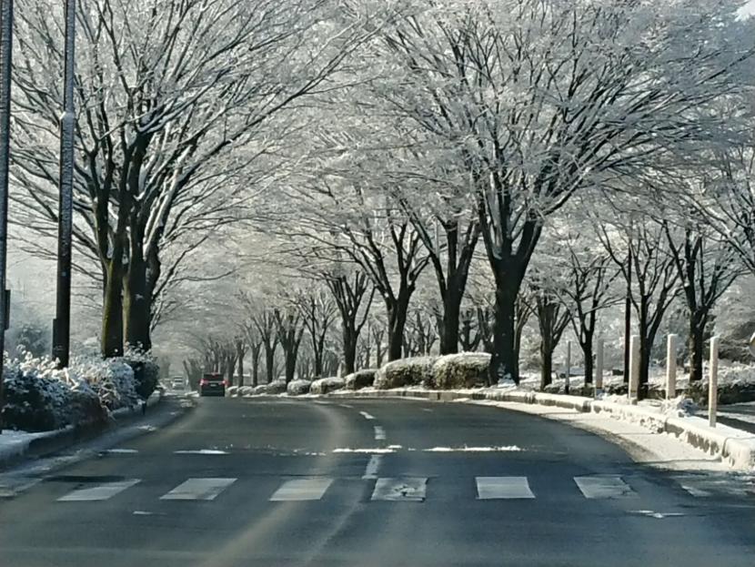 並木の冬景色(撮影:結城彰彦)