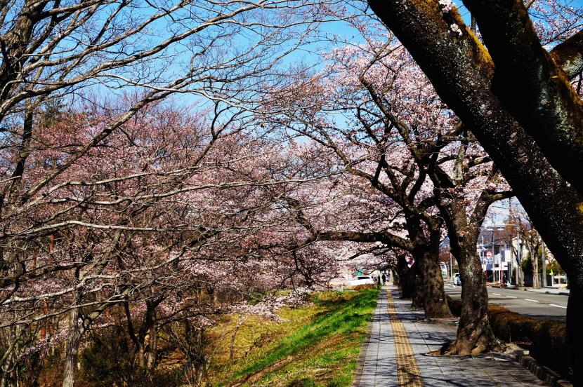 サクラの名所(撮影:河本悟)
