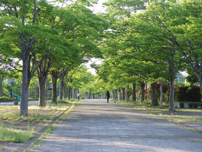 桂緑道ケヤキの下を静かに散策できる