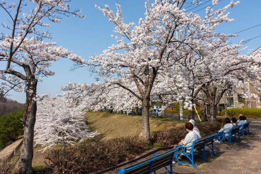のんびりお花見
