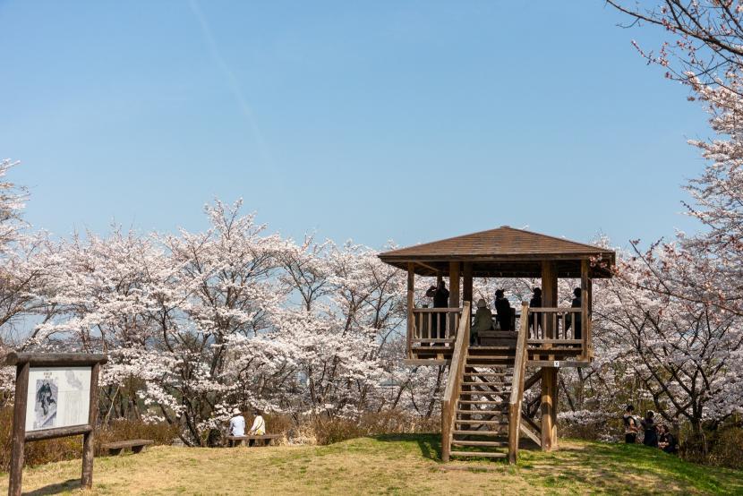 サクラに囲まれた「物見台」