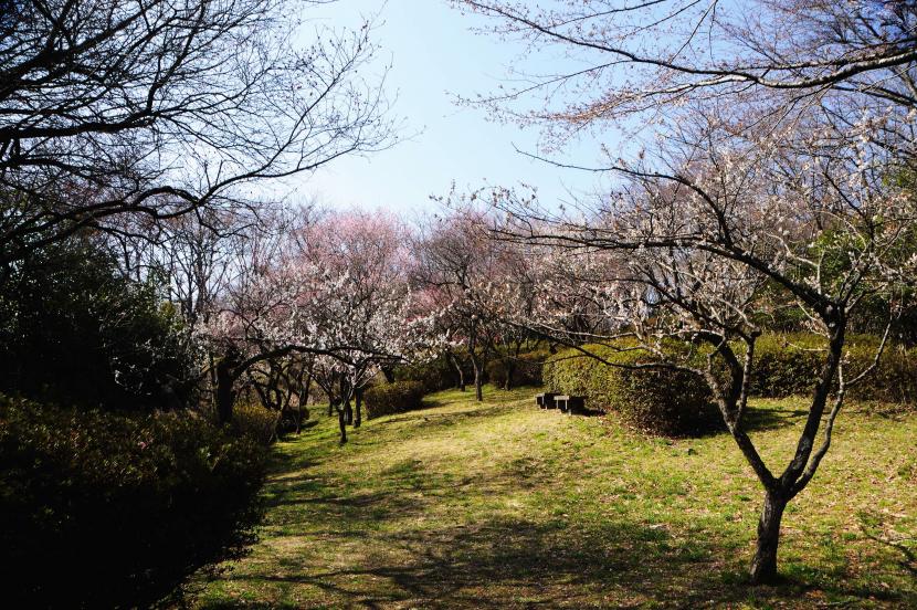 梅園のウメ(撮影:河本悟)