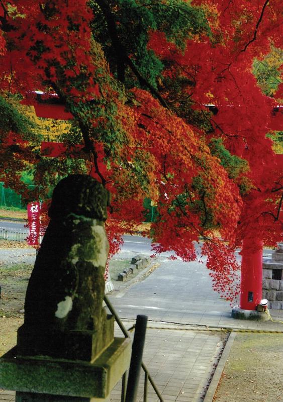 見事に紅葉する鳥居横のイロハモミジ(撮影:大場忠雄)