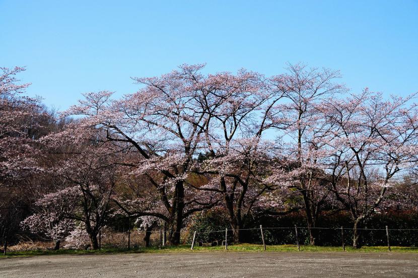 サクラも美しい(撮影:河本悟)