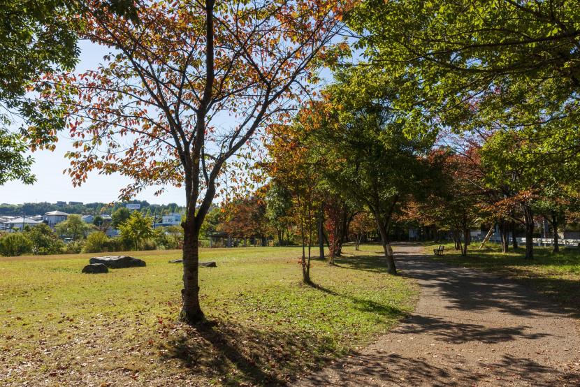 紅葉の時期 色づく木々たち