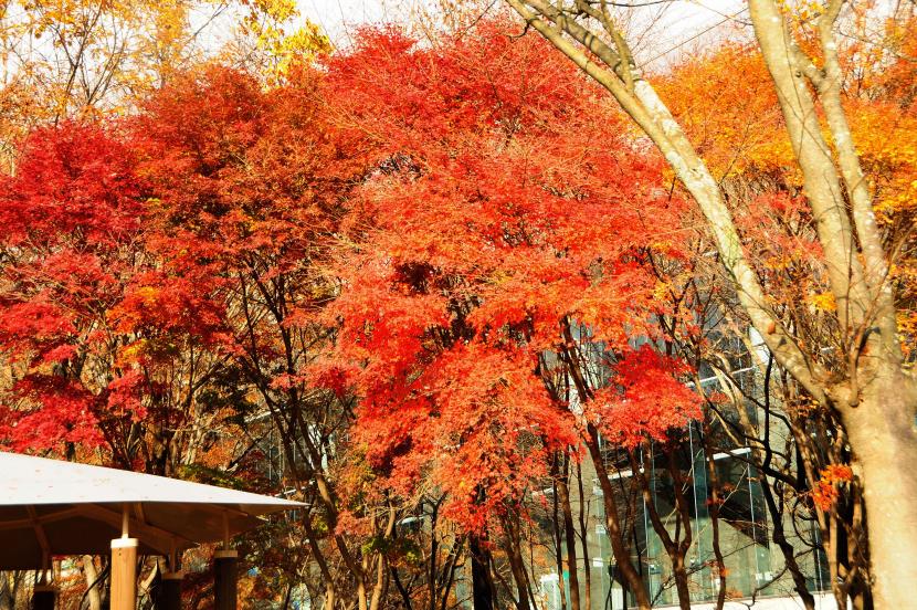 図書館前の紅葉風景