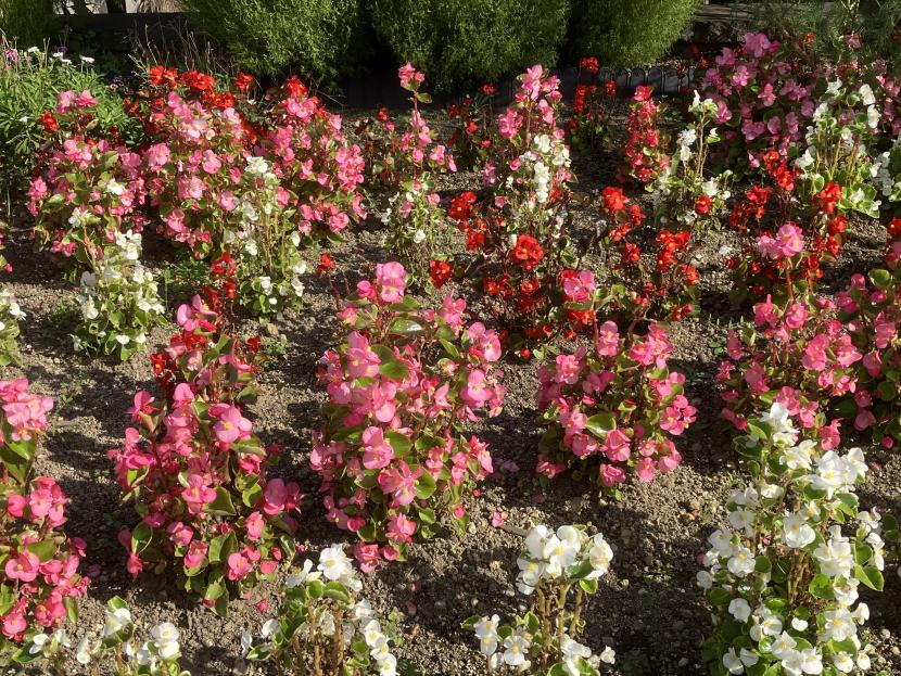 花壇に咲くきれいな花々