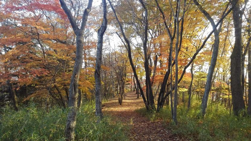 秋の散策路(撮影:田中宏樹)