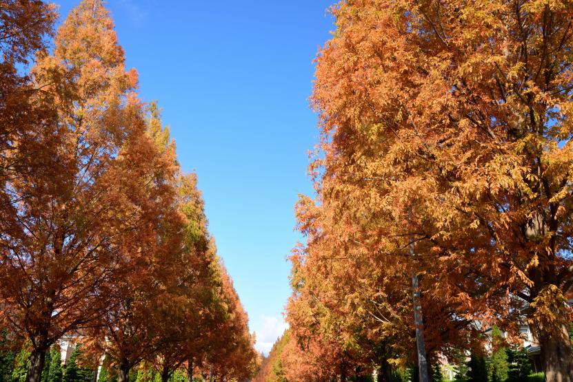 メタセコイアの紅葉(撮影:小松佳明)