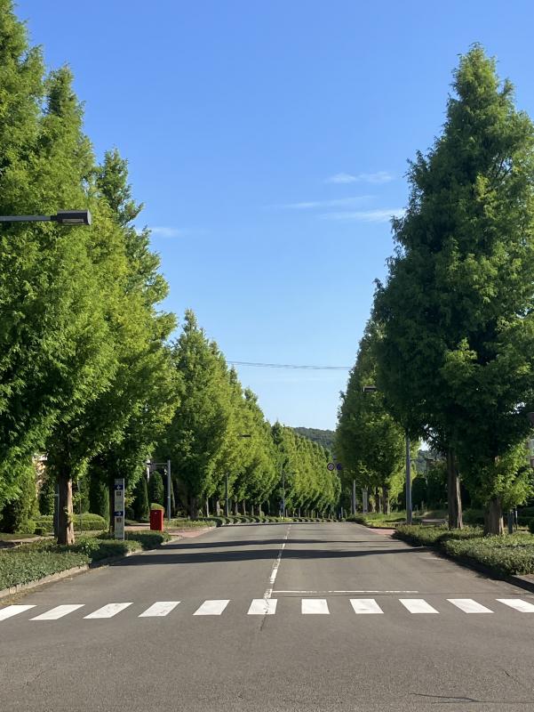 青空にまっすぐ伸びるメタセコイア並木