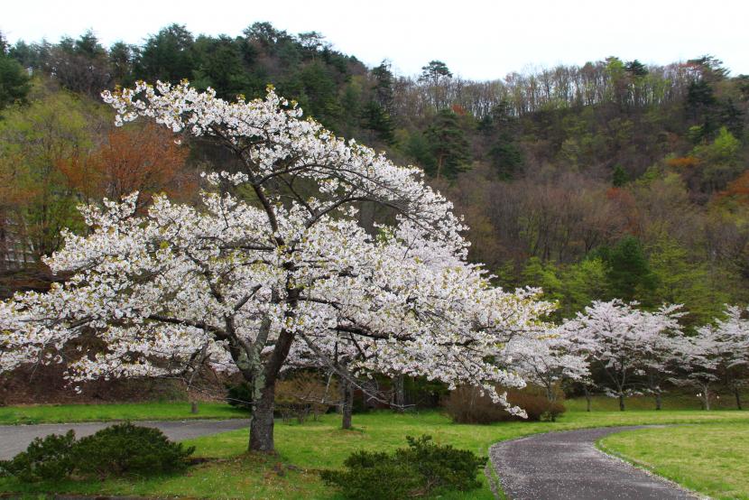 園内のサクラが美しい