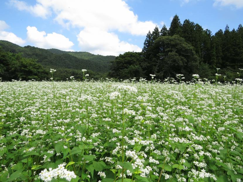 野尻地区　秋の蕎麦畑