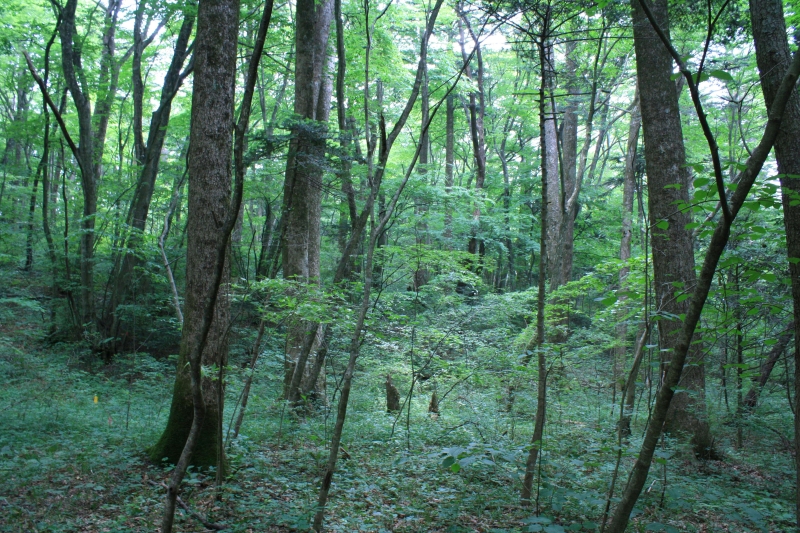 里山の雰囲気が残る(撮影:塚本一郎)