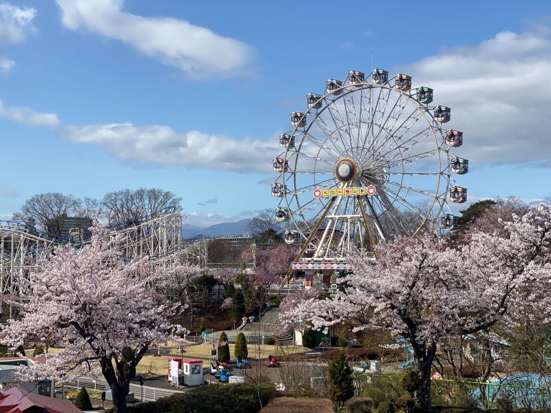観覧車とサクラ