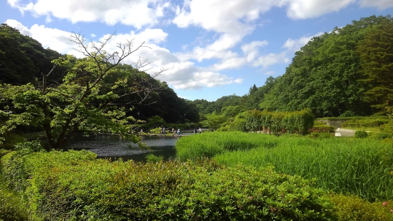 夏の大池 水鳥が泳ぐ姿を見ることもある(撮影:田中宏樹)