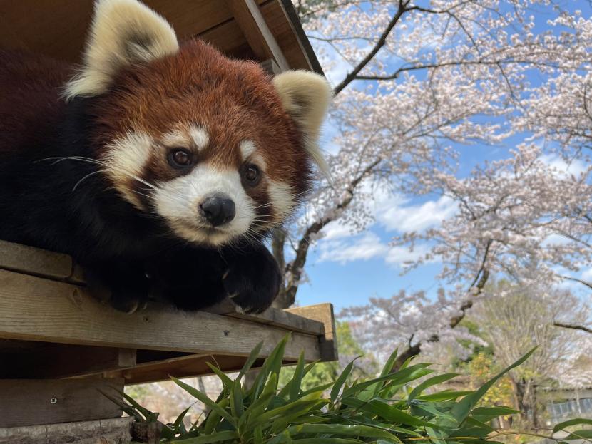 レッサーパンダとサクラ