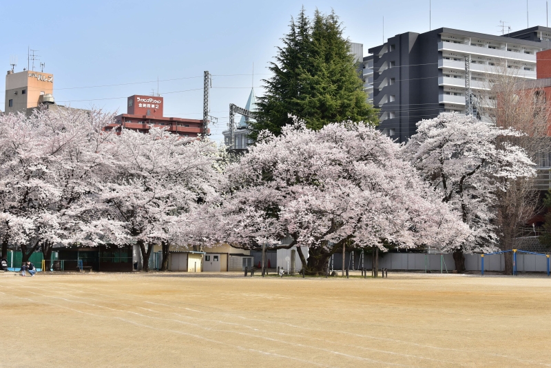 ひときわ存在感がある（撮影：阿部篤）