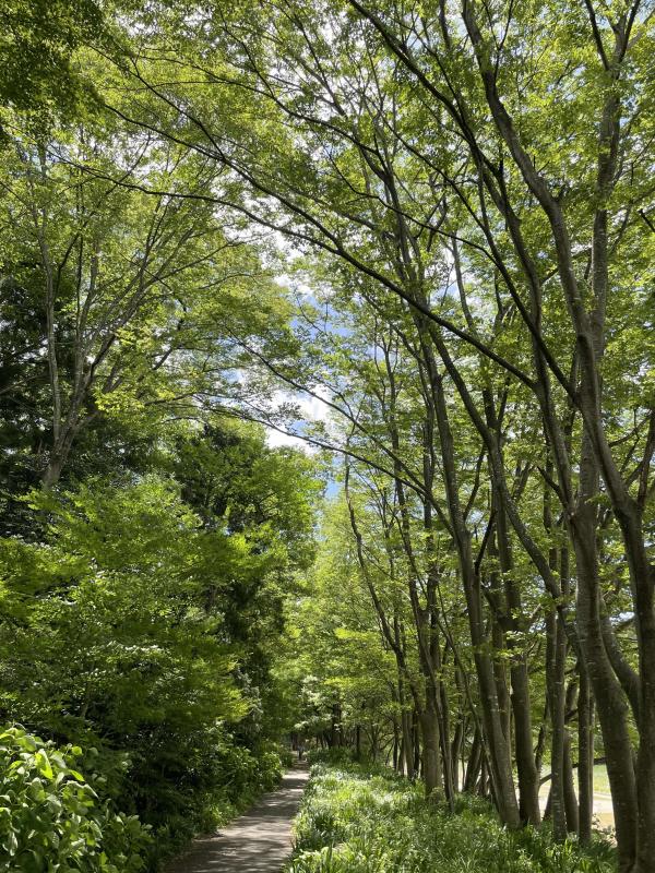 霊屋橋下流の遊歩道