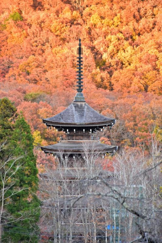 紅葉と五重塔（撮影：阿部篤）