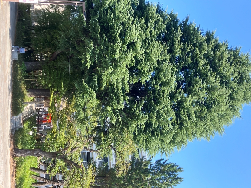 緑に囲まれた神社