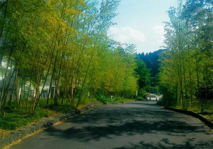 入口の孟宗竹の林(撮影:北波克彦)
