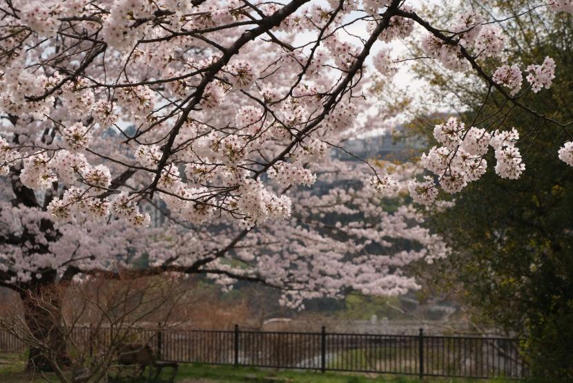 春にはサクラが楽しめる(撮影:彦坂俊夫)
