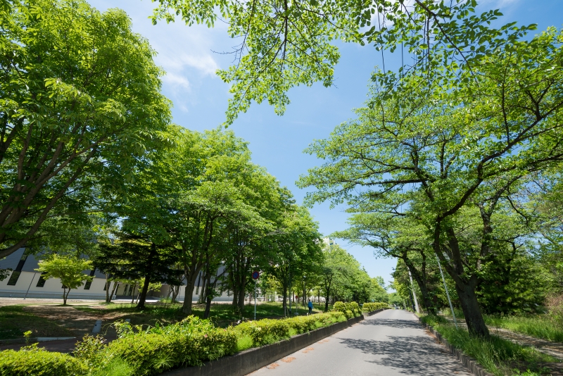 新緑の並木が美しい