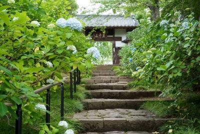 「あじさい寺」資福寺(撮影:寵渕雅信)