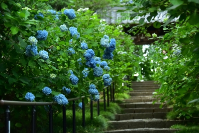 梅雨空の紫陽花(撮影:阿部篤)