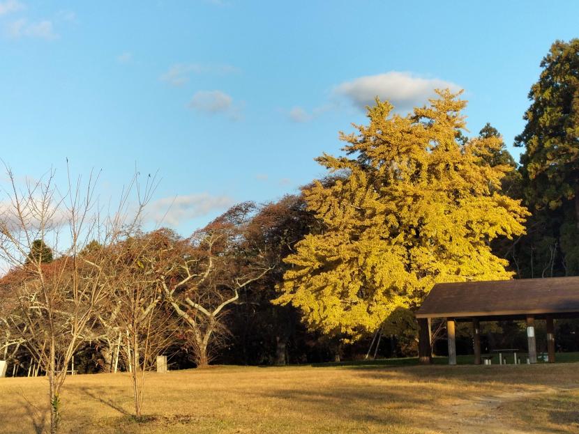 秋には黄葉が楽しめる(撮影:赤間学)