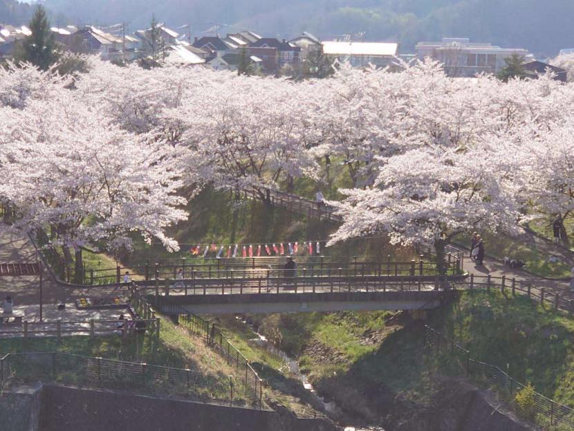 公園に咲く満開のサクラ