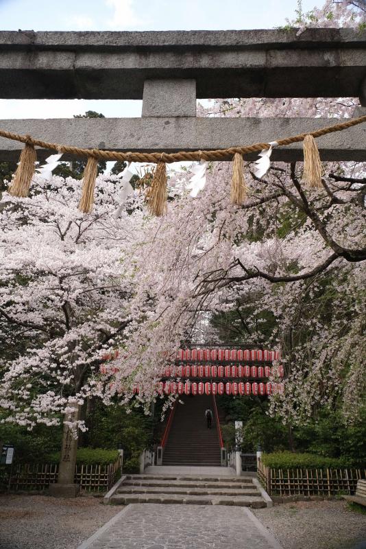 参道入口のサクラ（撮影：彦坂俊夫）