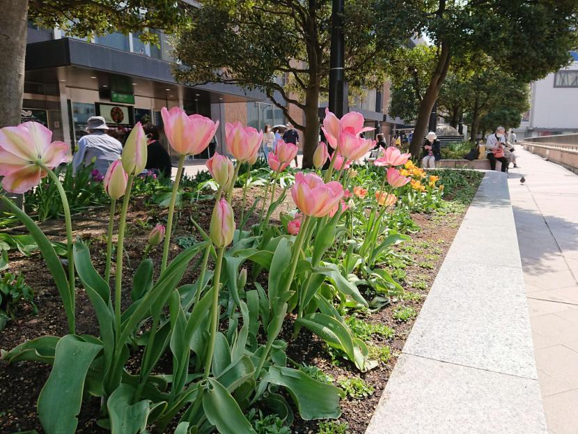 市民参加で植えた花壇