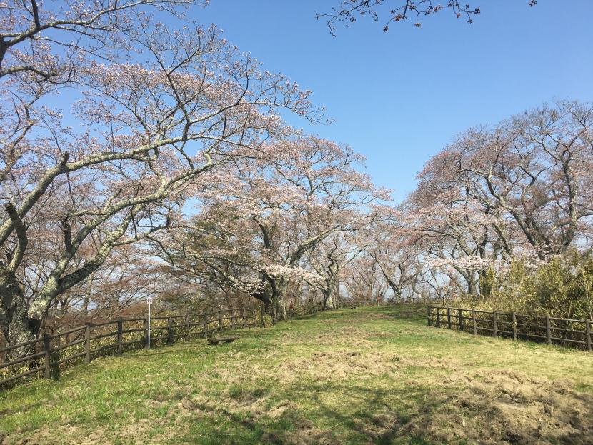 頂上のサクラ