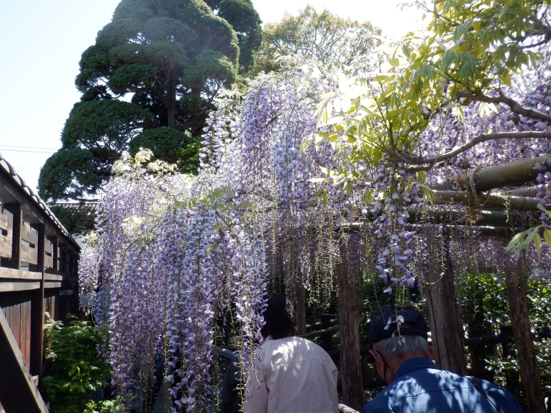 芳香の中をくぐる
