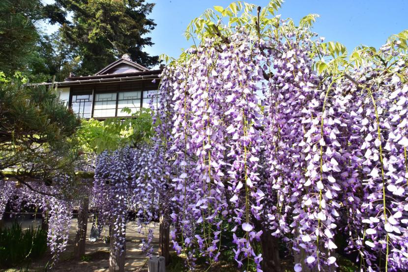 満開の藤　長く垂れた花房が見事（撮影：阿部篤）