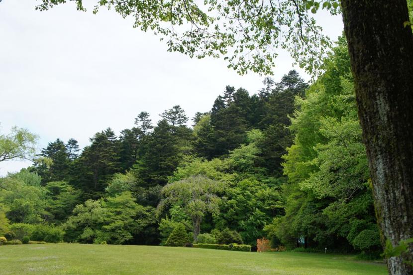 植物園の緑