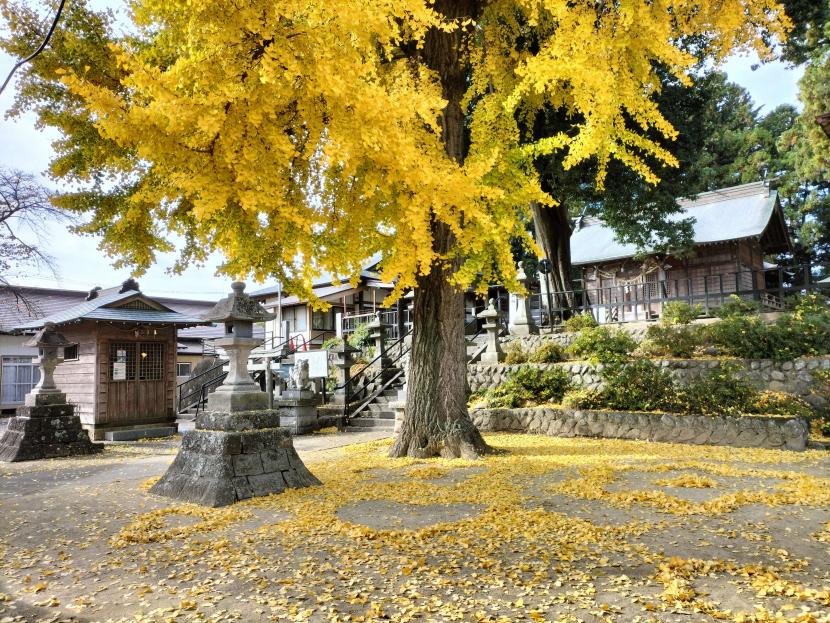 黄葉が美しい（撮影：赤間学）