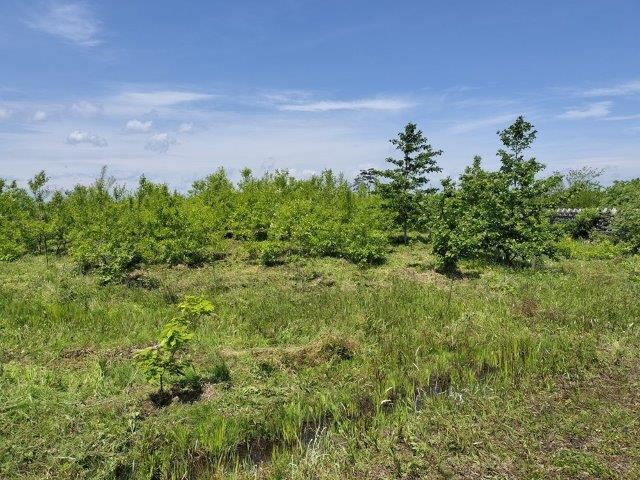 岡田砂原植樹後1