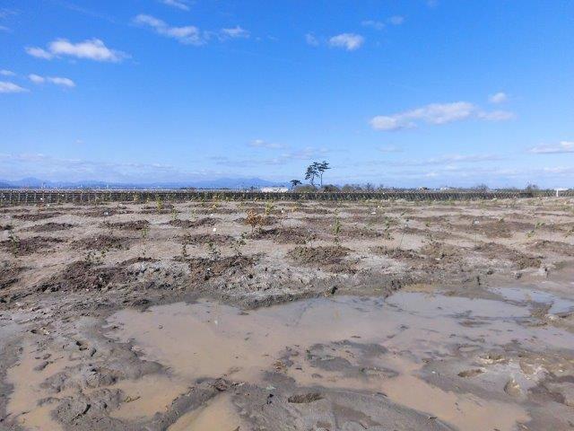 岡田砂原植樹直後1